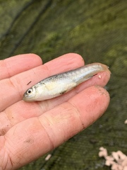 Fundulus parvipinnis