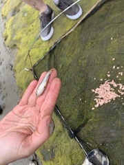 Fundulus parvipinnis