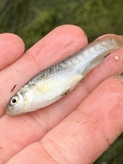Fundulus parvipinnis