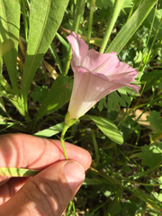 Calystegia purpurata