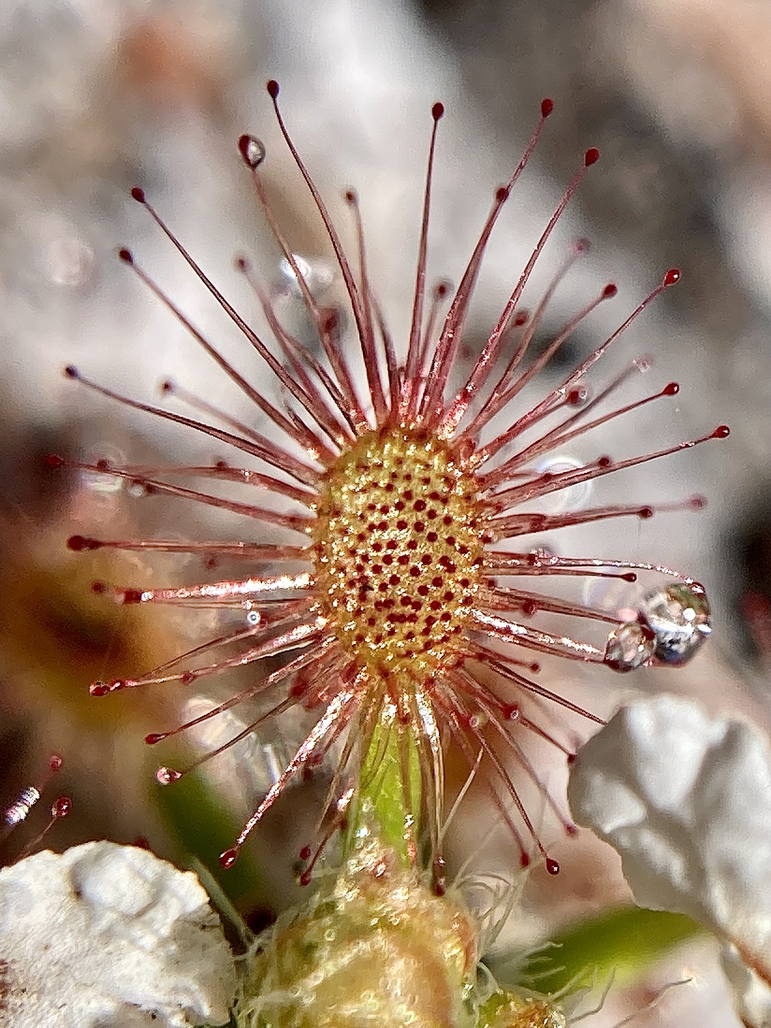 Drosera roseana N.G.Marchant & Lowrie 2