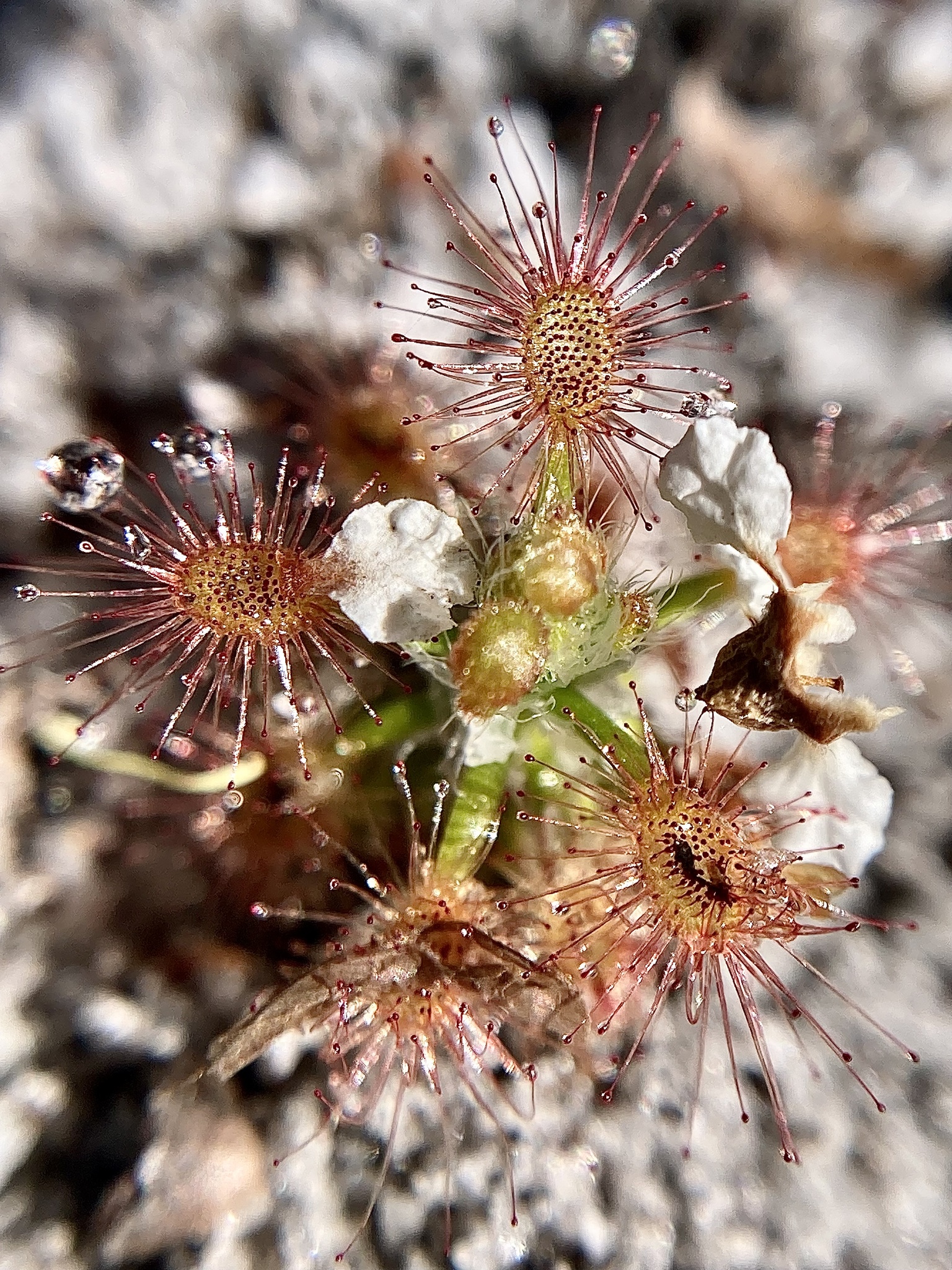 Drosera roseana N.G.Marchant & Lowrie 3