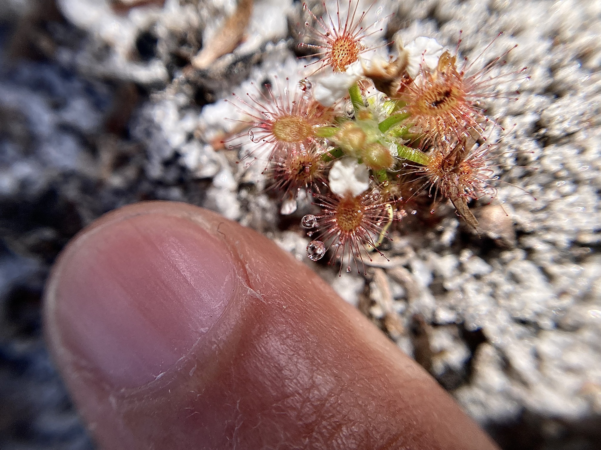 Drosera roseana Marchant
