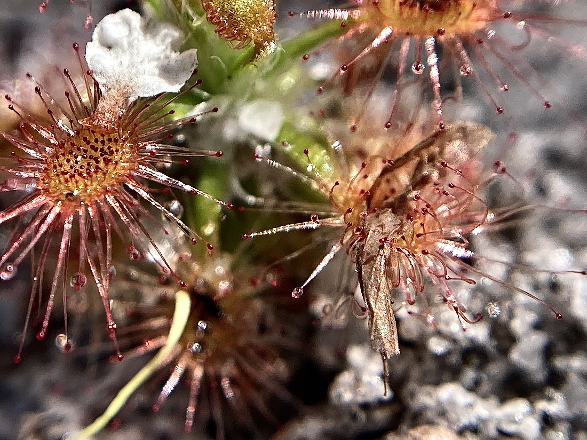 Drosera roseana Marchant 2