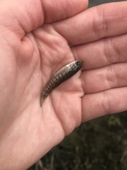 Fundulus parvipinnis