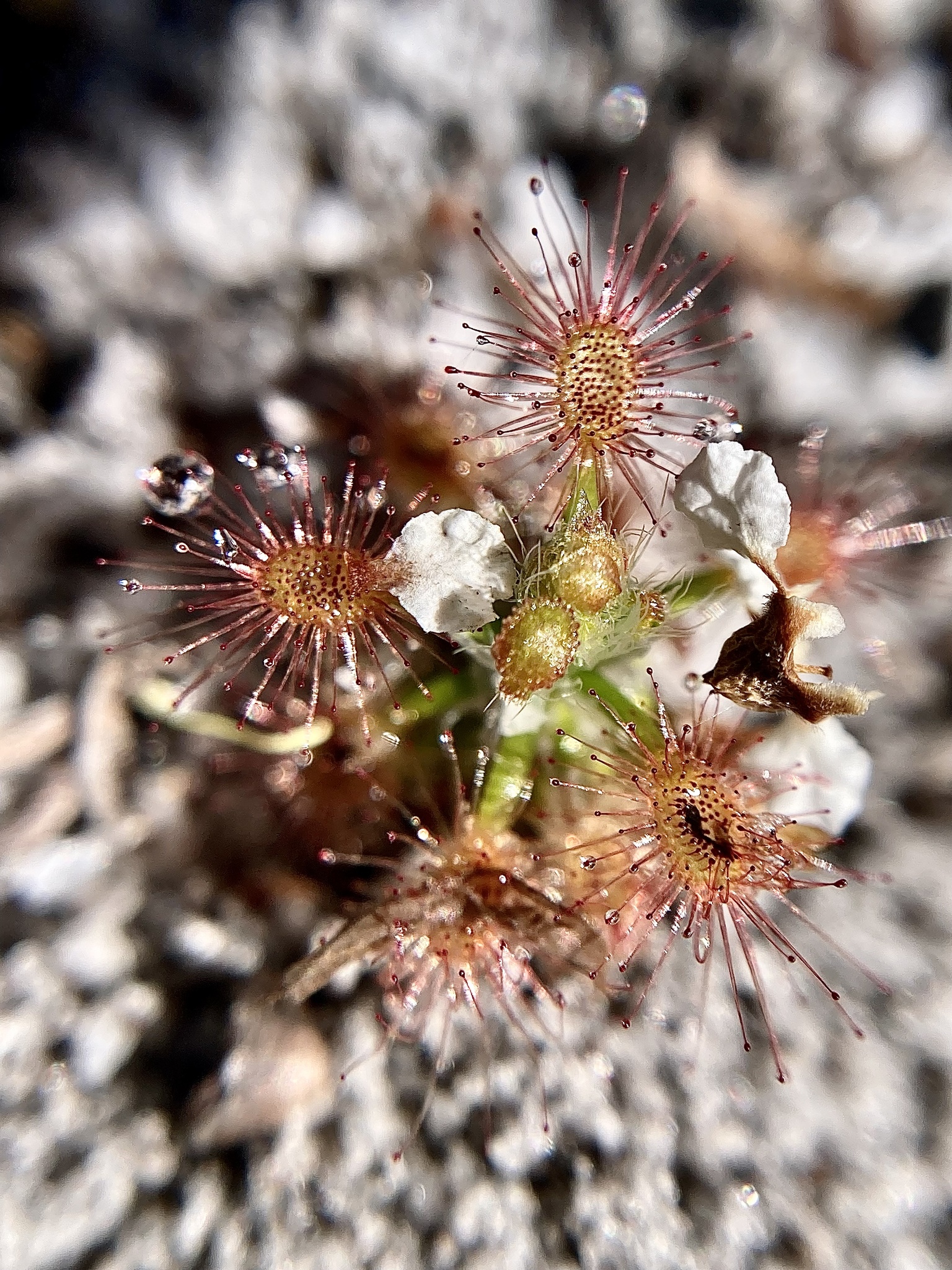 Drosera roseana Marchant 3