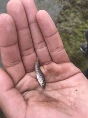 Fundulus parvipinnis