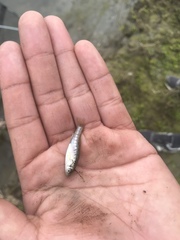 Fundulus parvipinnis