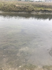 Fundulus parvipinnis