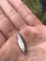 Fundulus parvipinnis