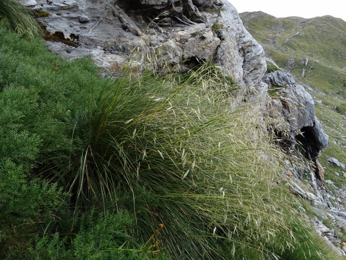 Chionochloa spiralis