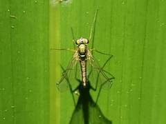 Amblypsilopus psittacinus