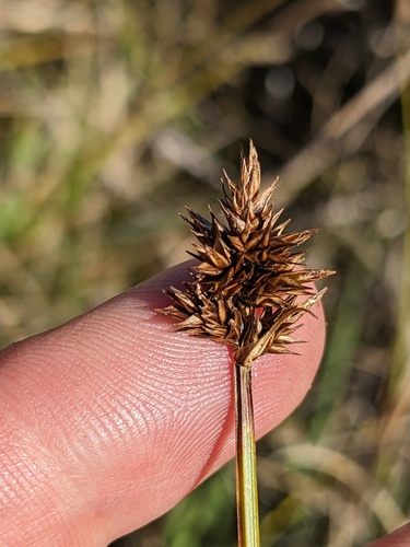 Carex subfusca observed 2023-09-24
