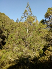 Juniperus flaccida flaccida