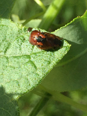 Chrysomela schaefferi