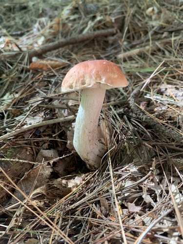 Boletus edulis