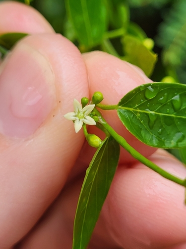 Metastelma decipiens, 2023-10-01