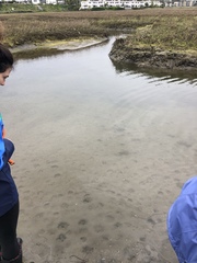 Fundulus parvipinnis