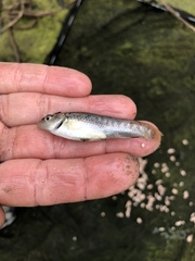 Fundulus parvipinnis