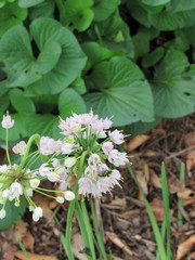 Allium cernuum