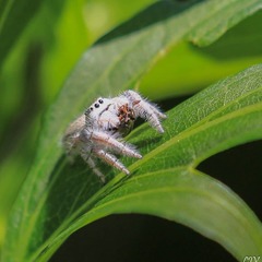 Paraphidippus fartilis