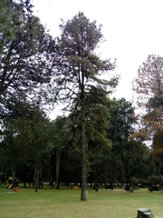 Pinus leiophylla
