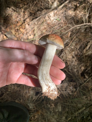 Boletus edulis (Photo 2 of 4)