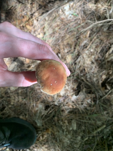 Boletus edulis (Photo 3 of 4)