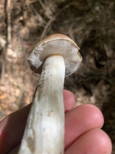 Boletus edulis (Photo 4 of 4)