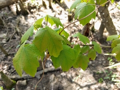 Acer rubrum drummondii