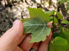 Acer rubrum drummondii
