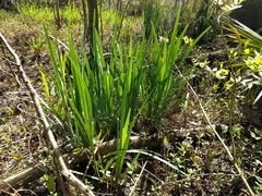 Iris giganticaerulea