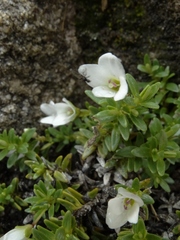 Veronica colostylis