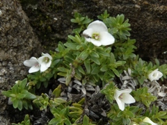 Veronica colostylis