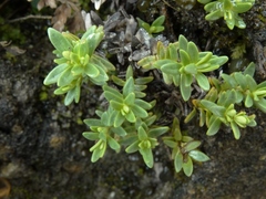 Veronica colostylis