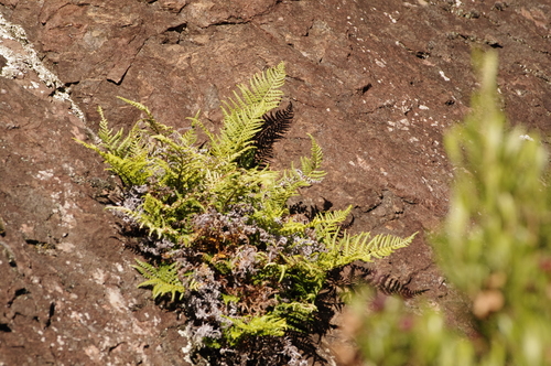 Image of Pityrogramma austroamericana by (c) Eric Knight, some rights reserved (CC BY)