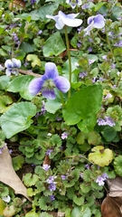 Viola sororia