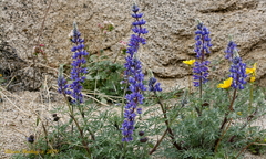 Lupinus benthamii