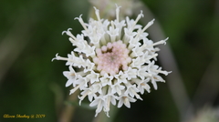 Chaenactis fremontii