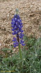 Lupinus benthamii