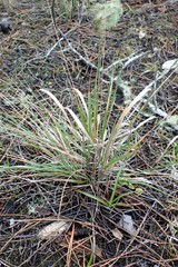 Festuca subuliflora