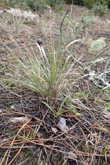 Festuca subuliflora