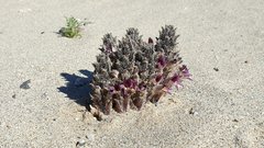 Aphyllon cooperi cooperi