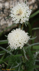 Chaenactis fremontii