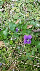 Viola sororia