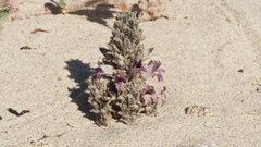 Aphyllon cooperi cooperi