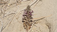 Aphyllon cooperi cooperi