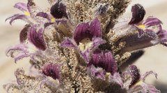 Aphyllon cooperi cooperi