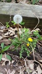 Taraxacum officinale