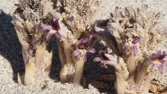 Aphyllon cooperi cooperi
